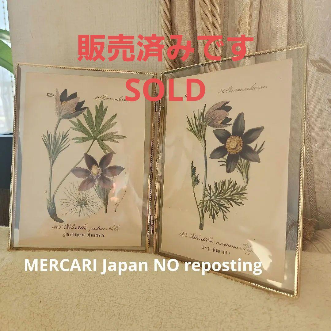 ボタニカルアート　植物画　アンティーク　リトグラフ　インテリア　植物図鑑　29