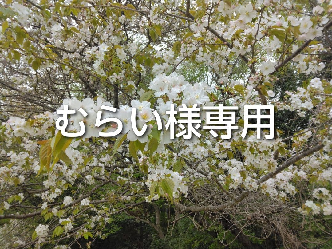 ◆《むらい》ハート目ピョンちゃん　他