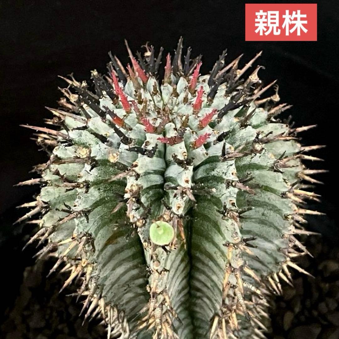 ユーフォルビアホリダ 宇田ゼブラホリダ 雌株B - メルカリ