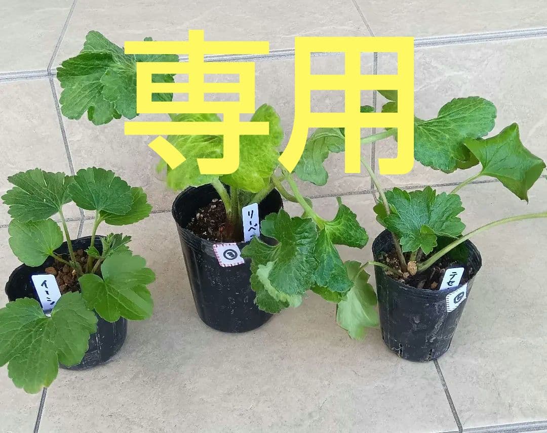 ゴン　ラナンキュラスラックス　3種セット