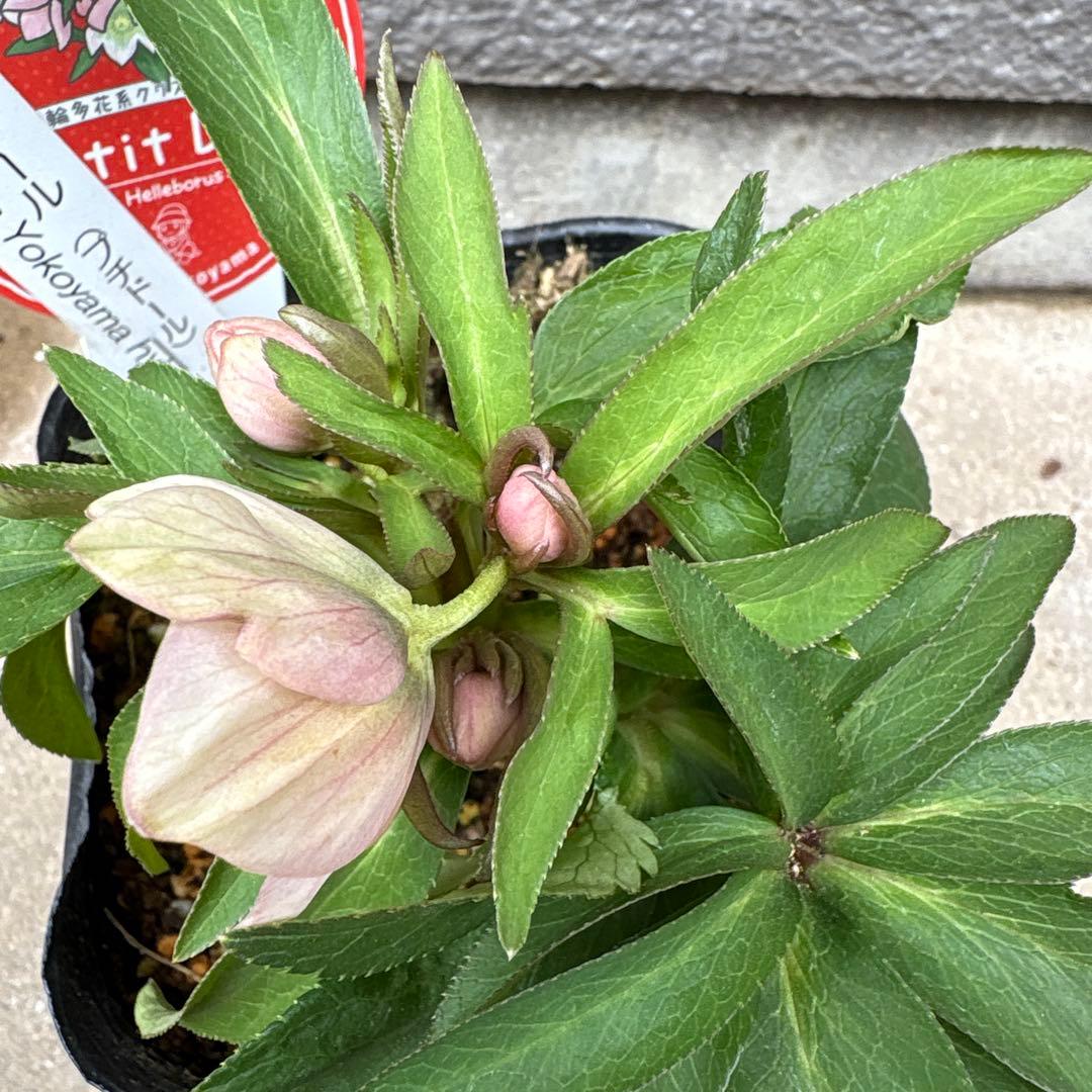 横山園芸 クリスマスローズ ベビードール プチドール ポットごと