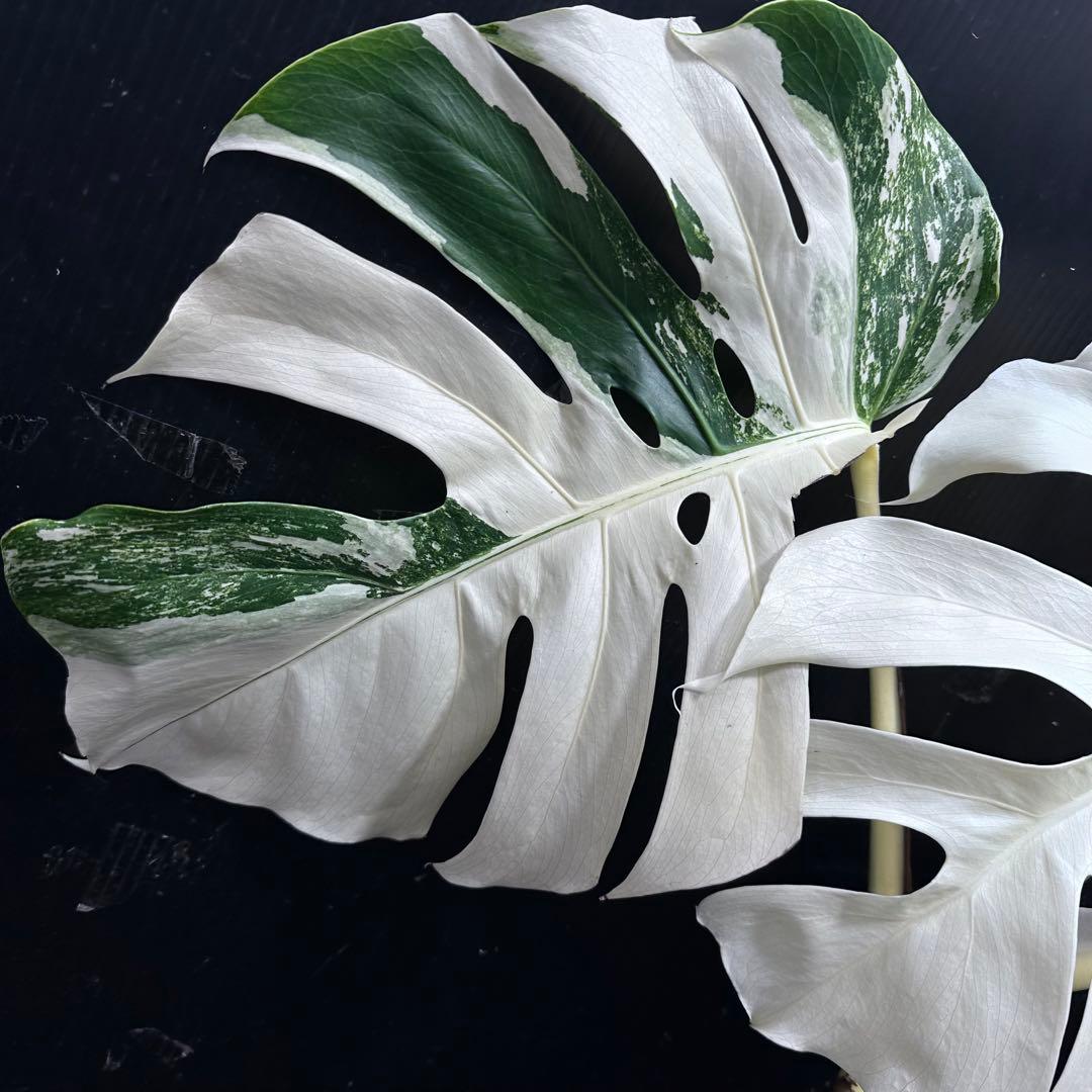 斑入りモンステラ ホワイトタイガーフルムーン極美大株54cm白斑多