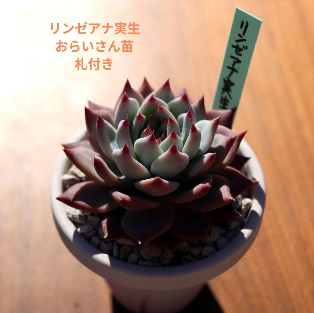 ち*ん様 リンゼアナ実生　おらいさん苗