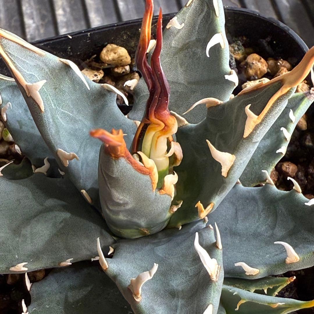 R*r様 子株販売　超陽炎　実生株　ブルー葉　アガベ　ユタエンシス　エボリスピナ