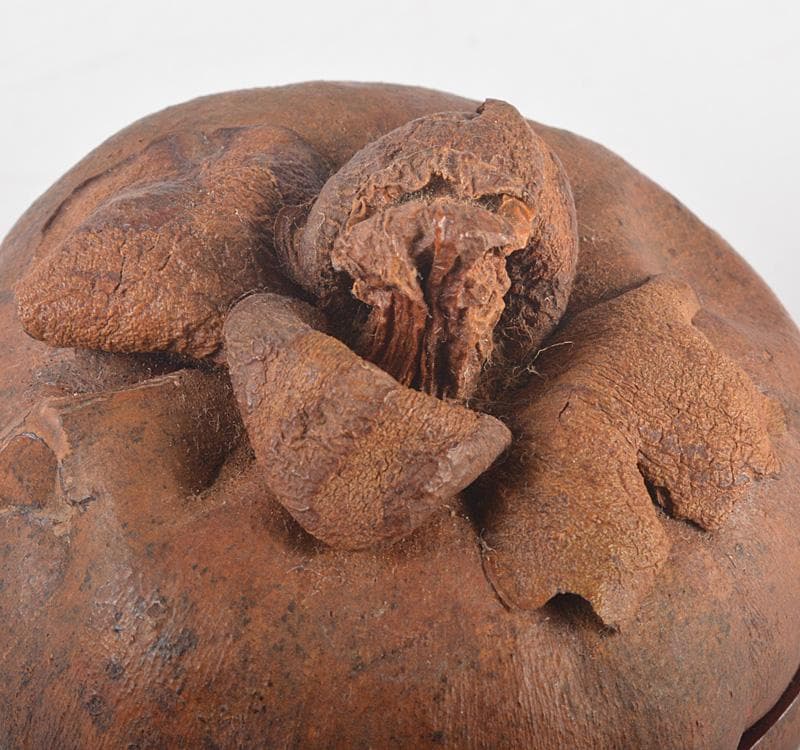 茶道具 マンゴスチン 内漆塗 時代箱 花押あり M R5248 - メルカリ