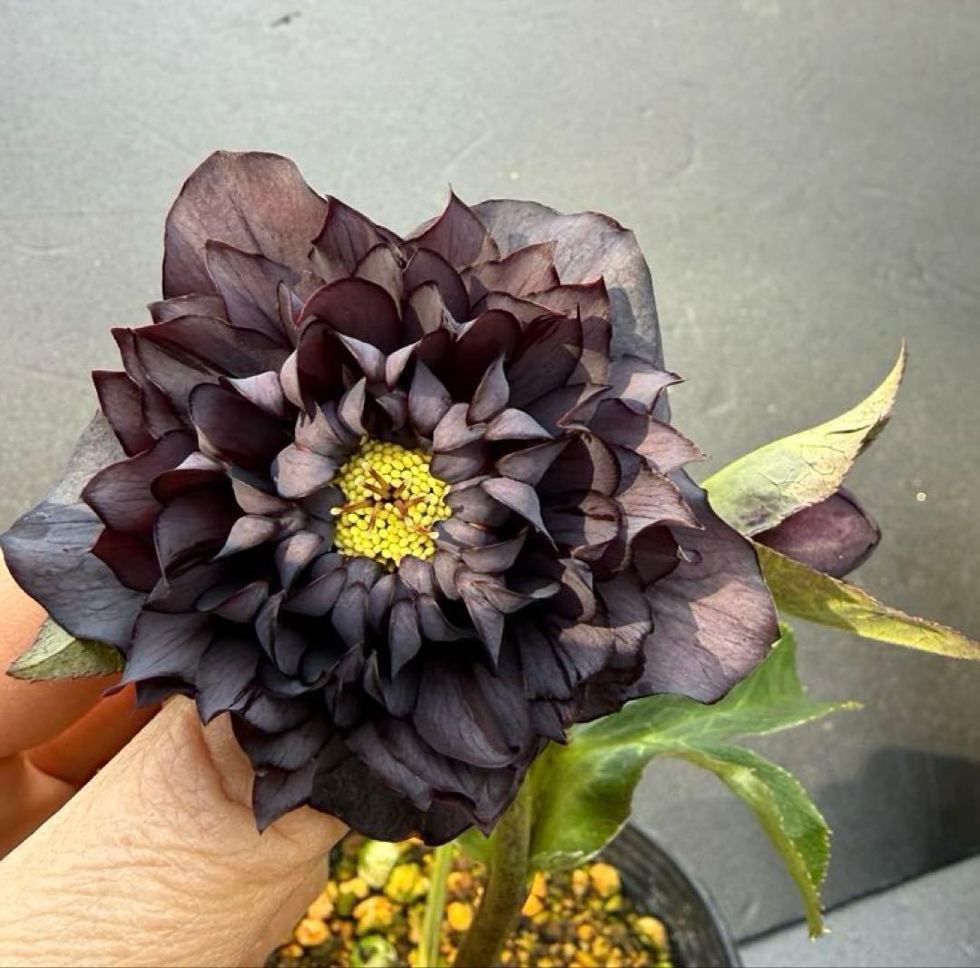 クリスマスローズ 開花株 ddダーク クレオパトラF1 - メルカリ