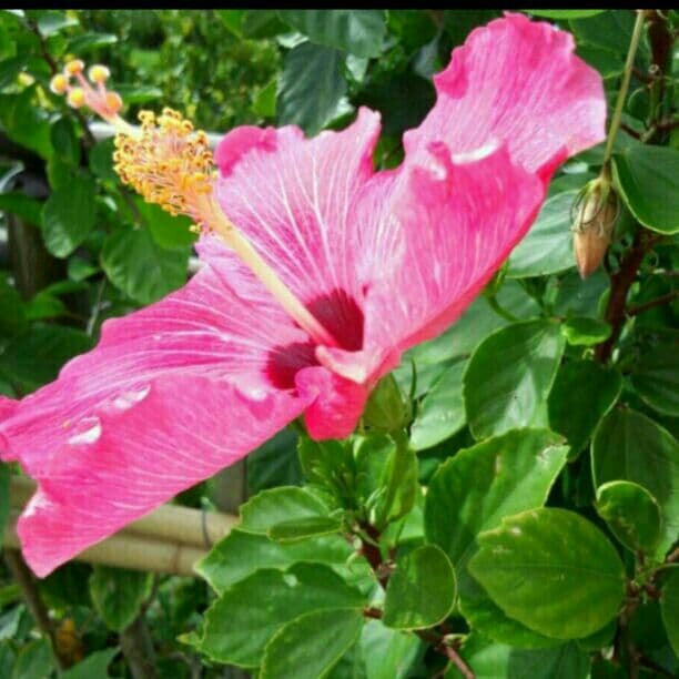 ！売り切れ！皇帝 すっぽんパワー