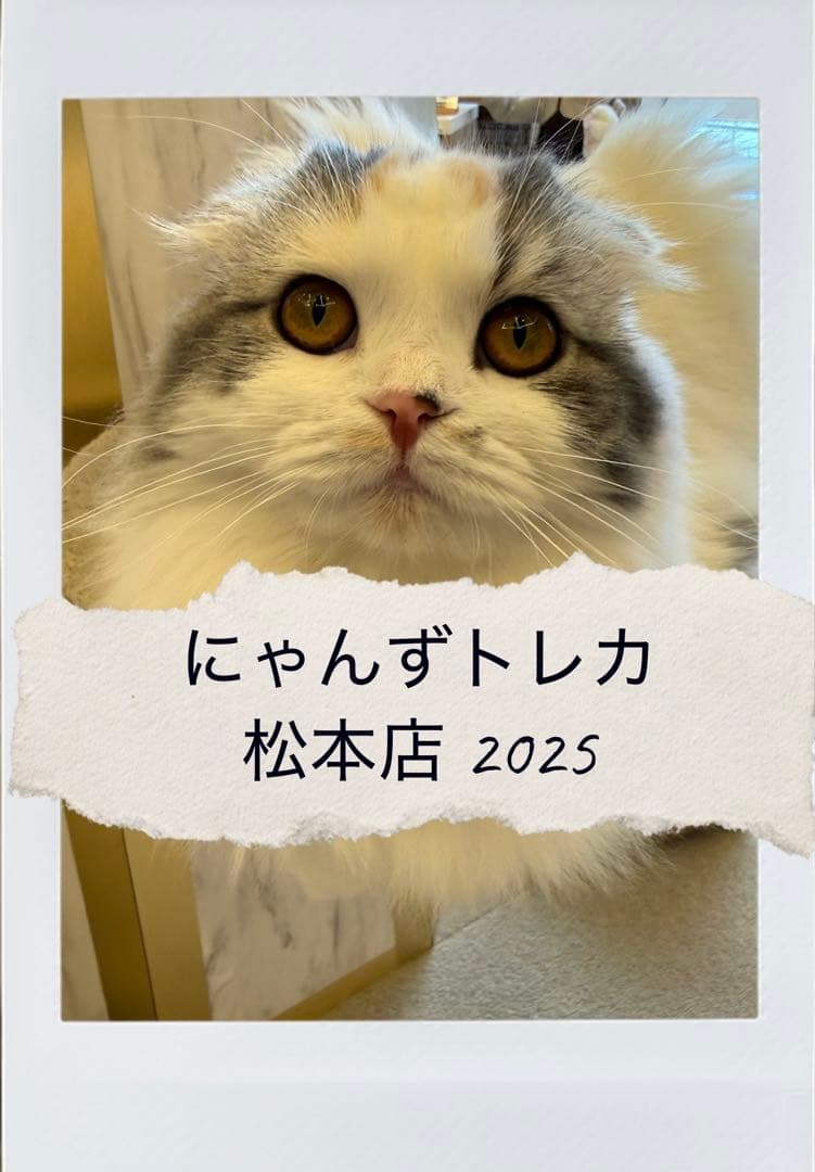 【バラ売り可】にゃんずトレカ松本店 2025 バラ売り可】にゃんずトレカ松本店 2025 - メルカリ