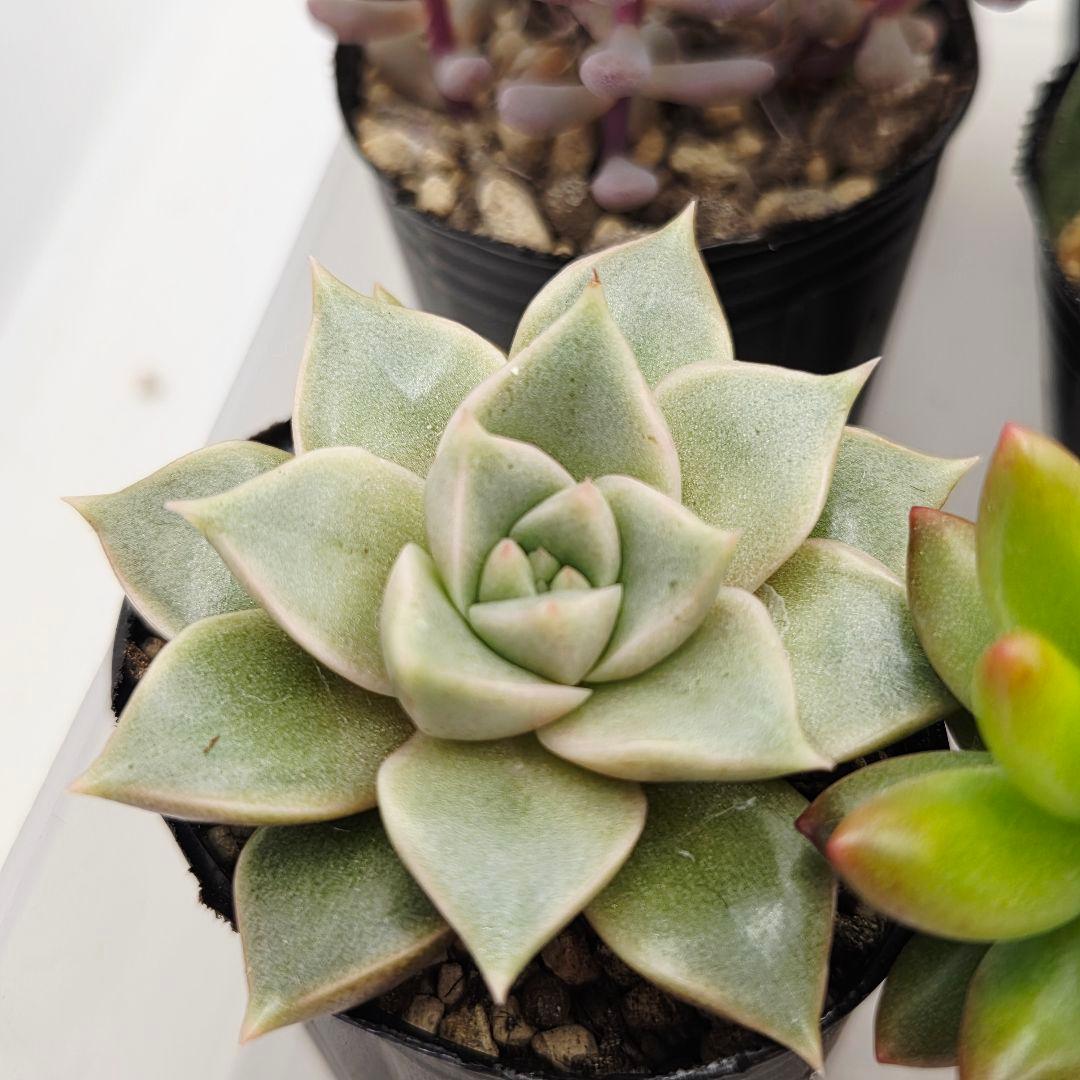 みー❀✼❅様全16苗⑧つぶつぶ屋さん キャラット❣️あられ❣️発根済