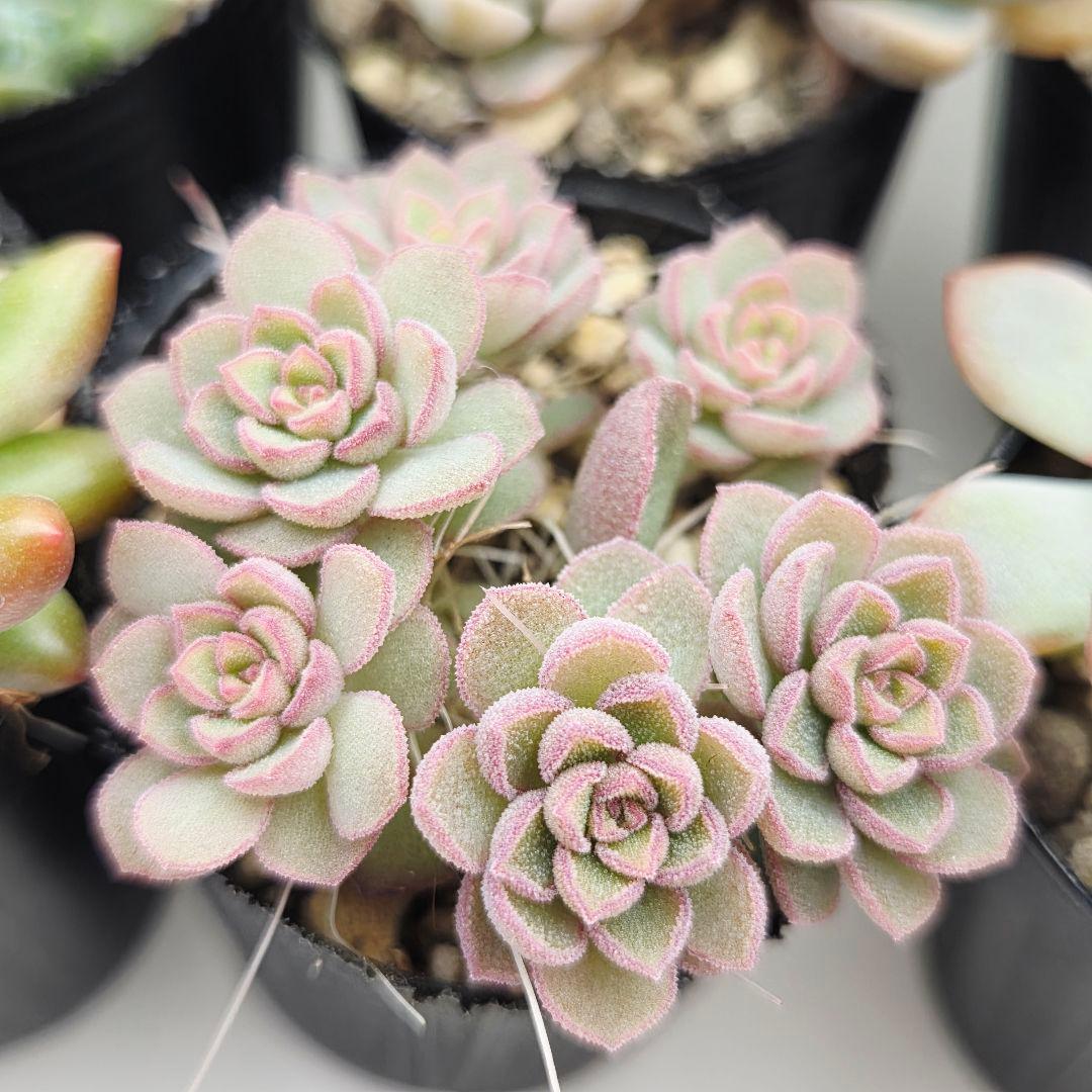 みー❀✼❅様全16苗⑧つぶつぶ屋さん キャラット❣️あられ❣️発根済