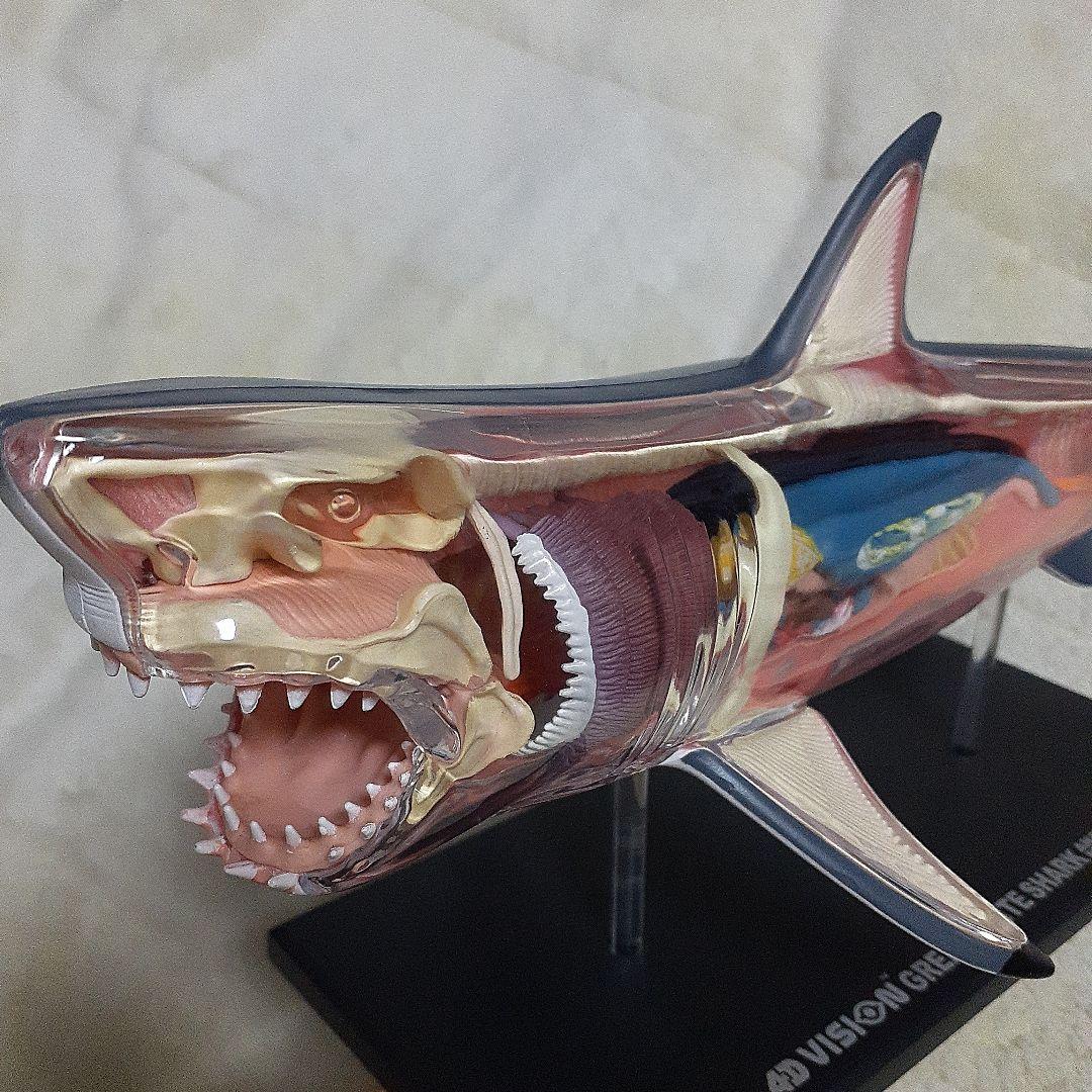 4D-VISON マンタ イルカ サメ フィギュア 解剖模型 パズル 3体セット