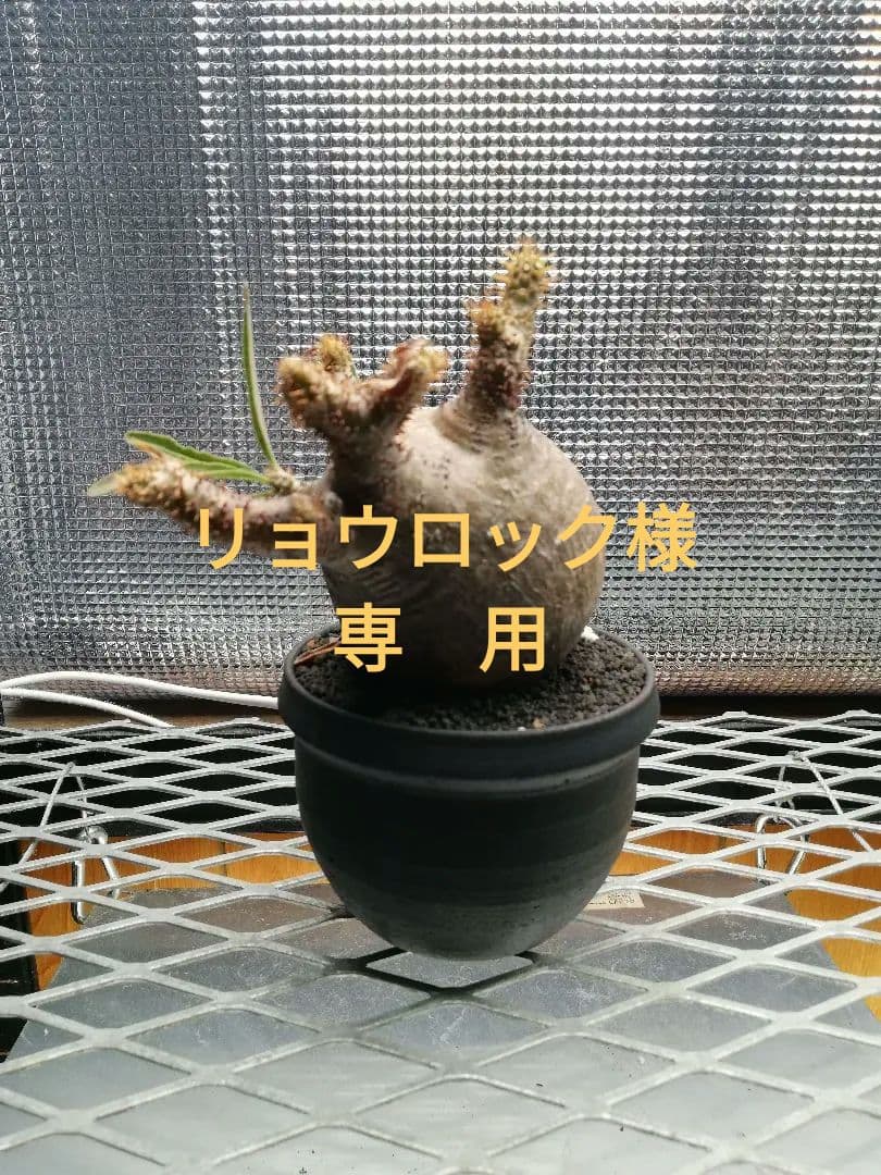 グラキリス 極小サイズ美株‼️