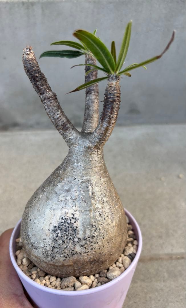 良形 パキポディウム グラキリス 発根済み 現地球 発根済】【現地球】パキポディウム グラキリス | BRIDGE GARDEN