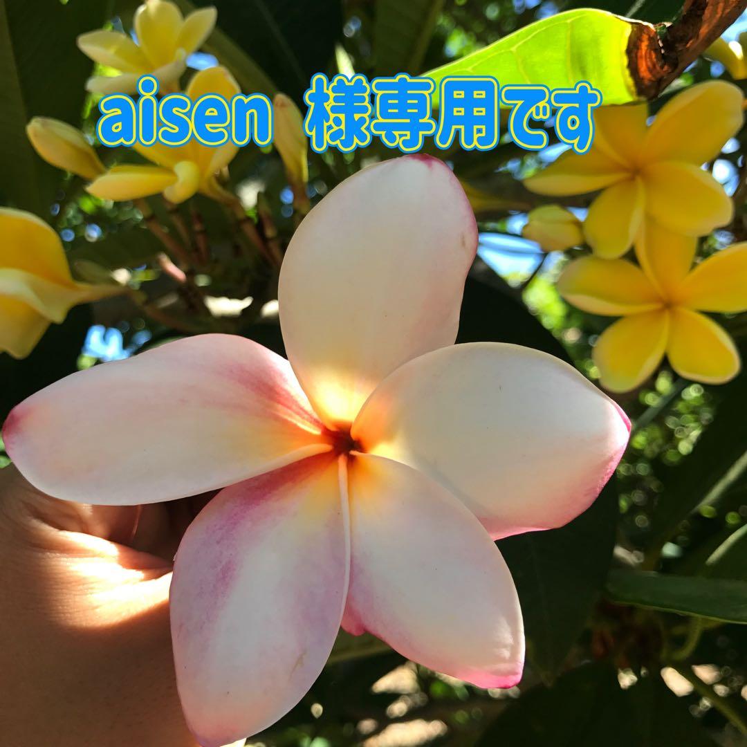 aisen です イプヘケリュックタイプとパレ