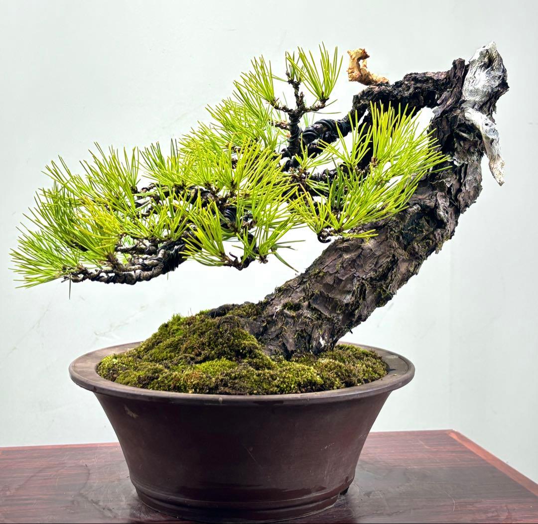 r*i様 黒松　盆栽　面白い木‼️