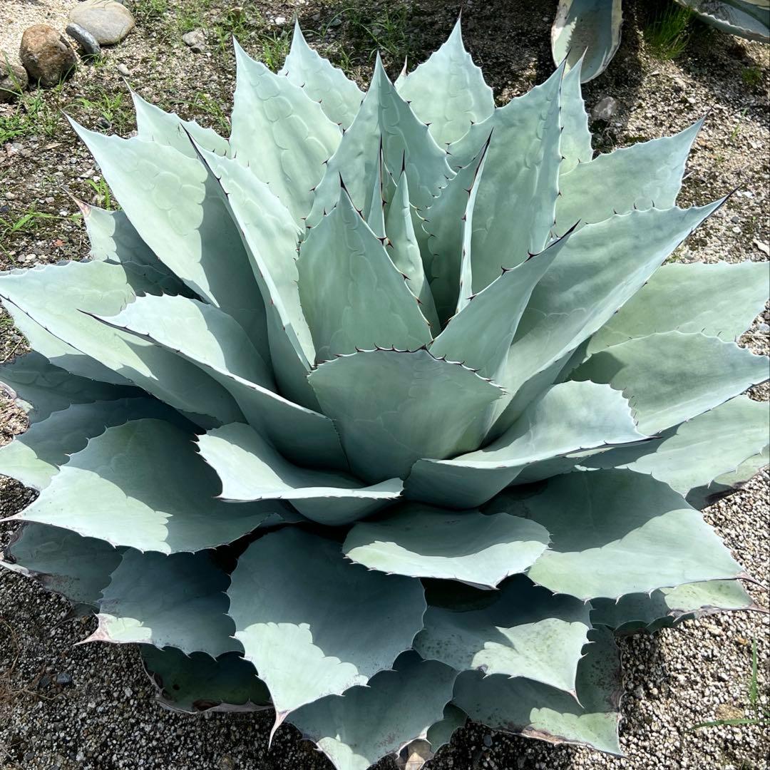 アガベ オバティフォリア フロスティブルー 地植え大株 - メルカリ