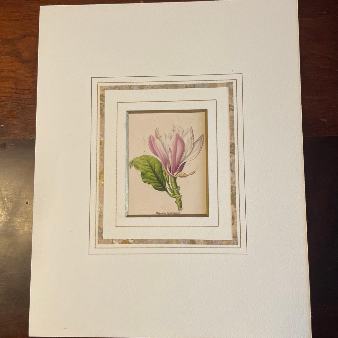 ピエールジョセフルデゥーテ　マグノリア・ソウランゲア フレデリック・マル オードマグノリア シャンプー 300ml » オンライン