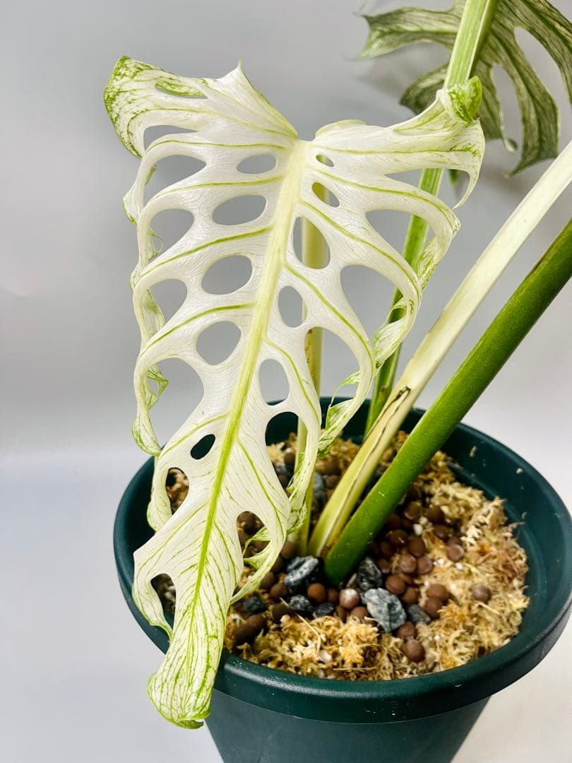 モンステラ デビルモンスター MONSTERA DEVIL MONSTER - メルカリ