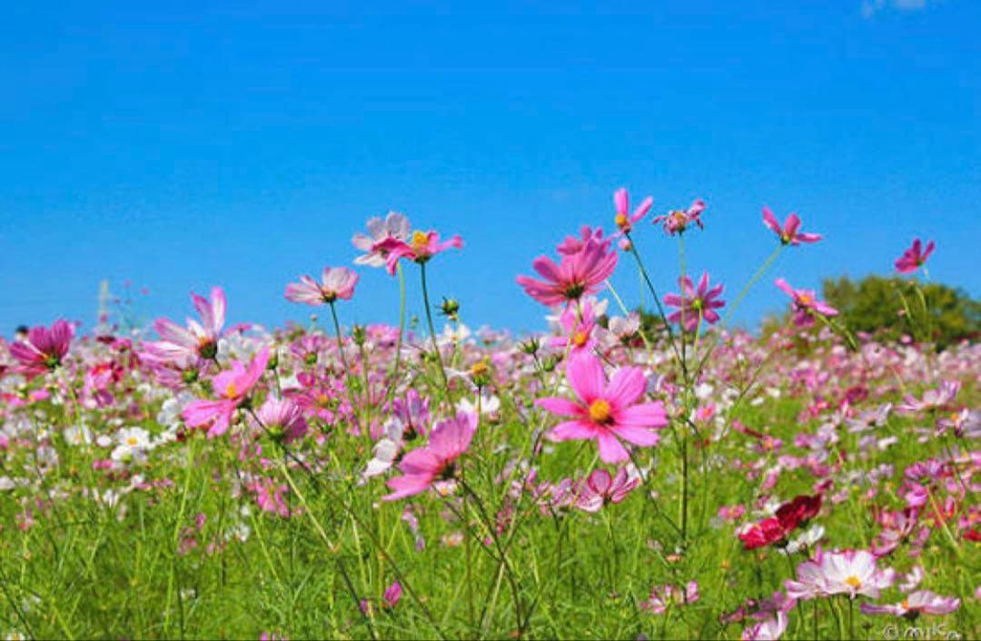 シーボン　フェイシャリスト　トリートメントドロップ化粧液+リペアミルク2点セット