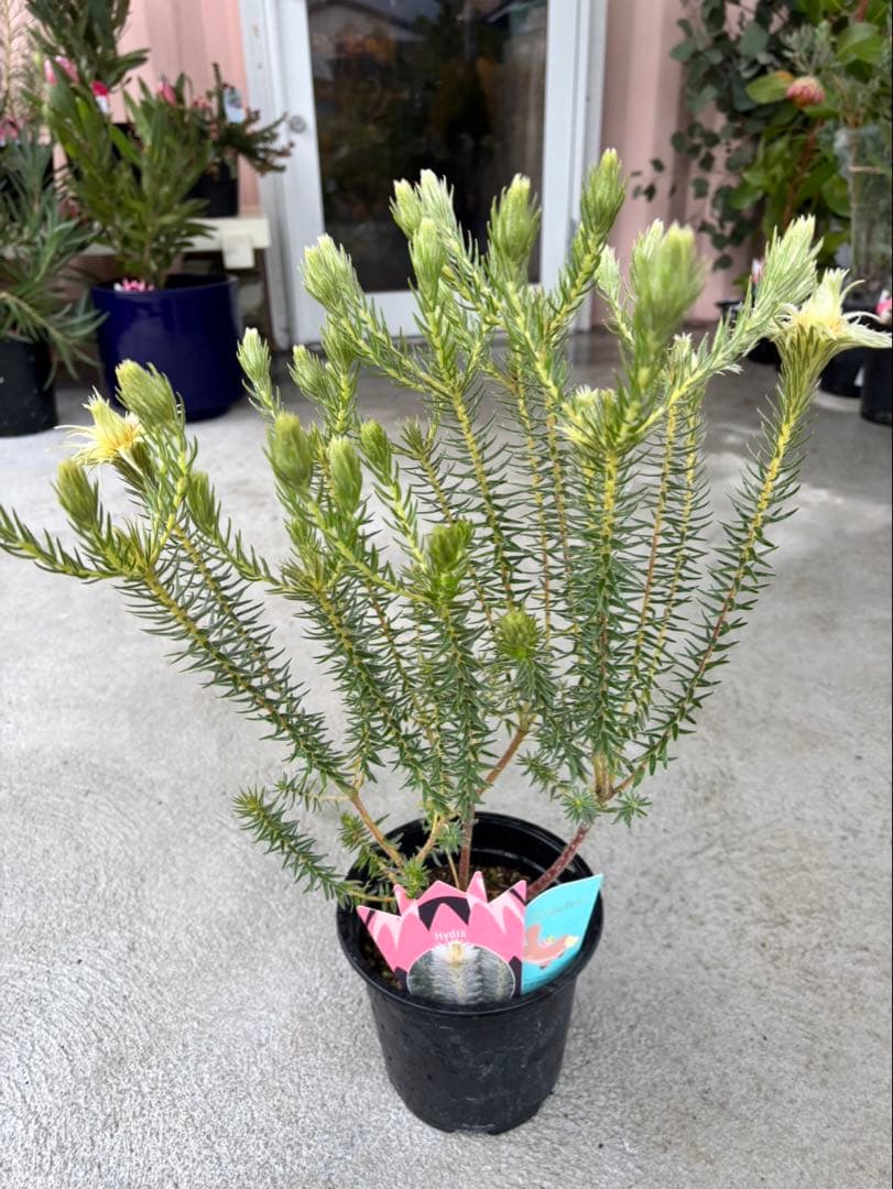 フィリカ　ハイドラ　希少　2