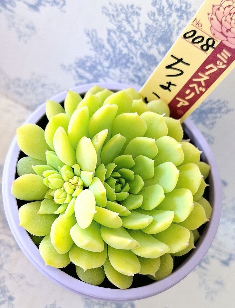 ちょこん 札付きポットごとメルカリ便おらいさん苗ミックスベリア