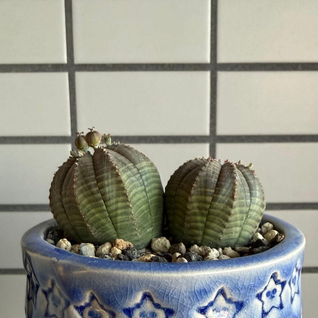 G*N様 ユーフォルビア オベサ 2頭 ダブルヘッド 種子付き