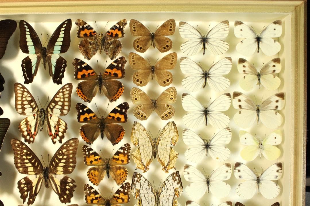 k*3様 k*3様 オオウラギンヒョウモン等 日本産蝶標本