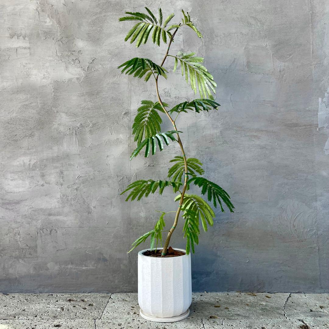 大型　エバーフレッシュ　曲がり　陶器鉢　植え込み発送 幹太 エバーフレッシュ 盆栽仕立て 7号 陶器鉢 植え込み発送 | HanaGokoro