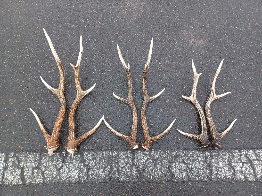 エゾ鹿の角 6対 sukaru202409-800-2.jpg