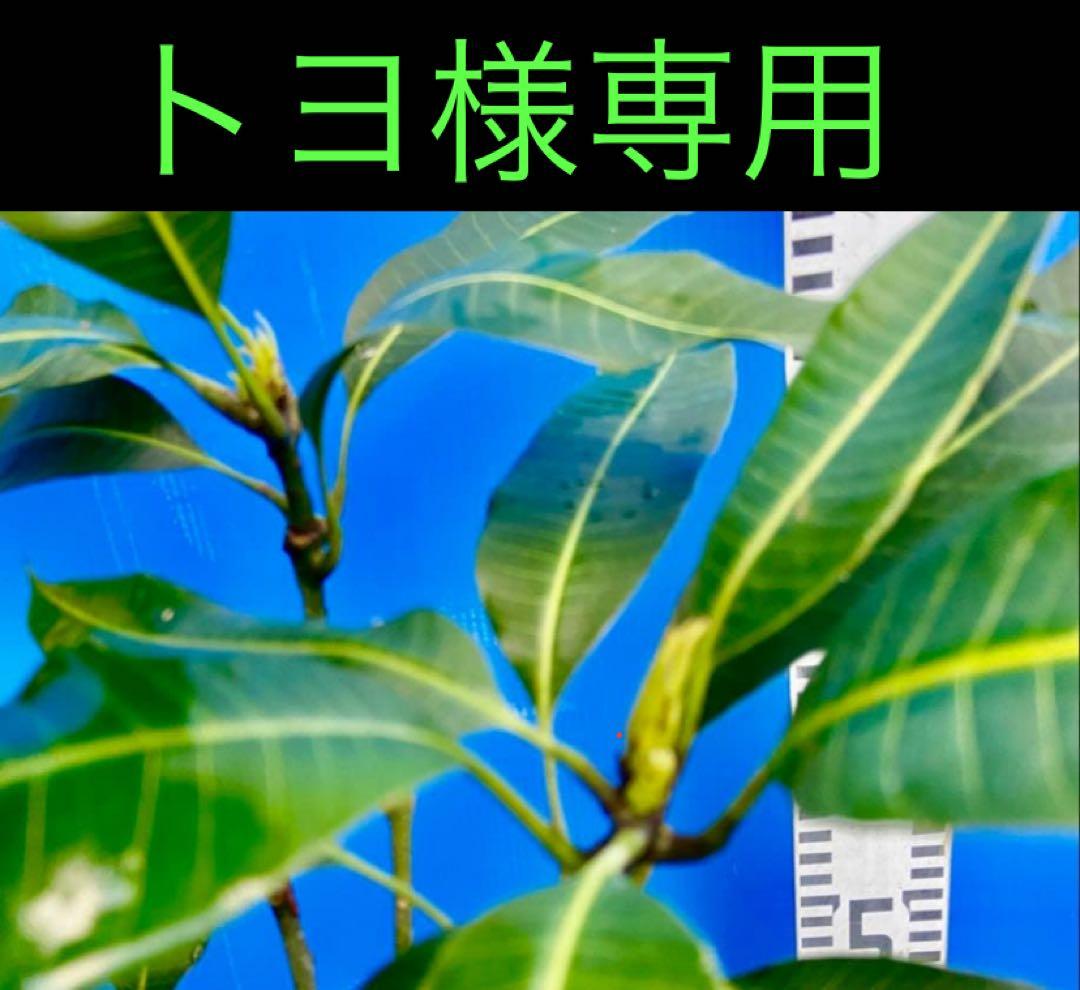 トヨ専用 マンゴー　❷雪姫　耐寒性
