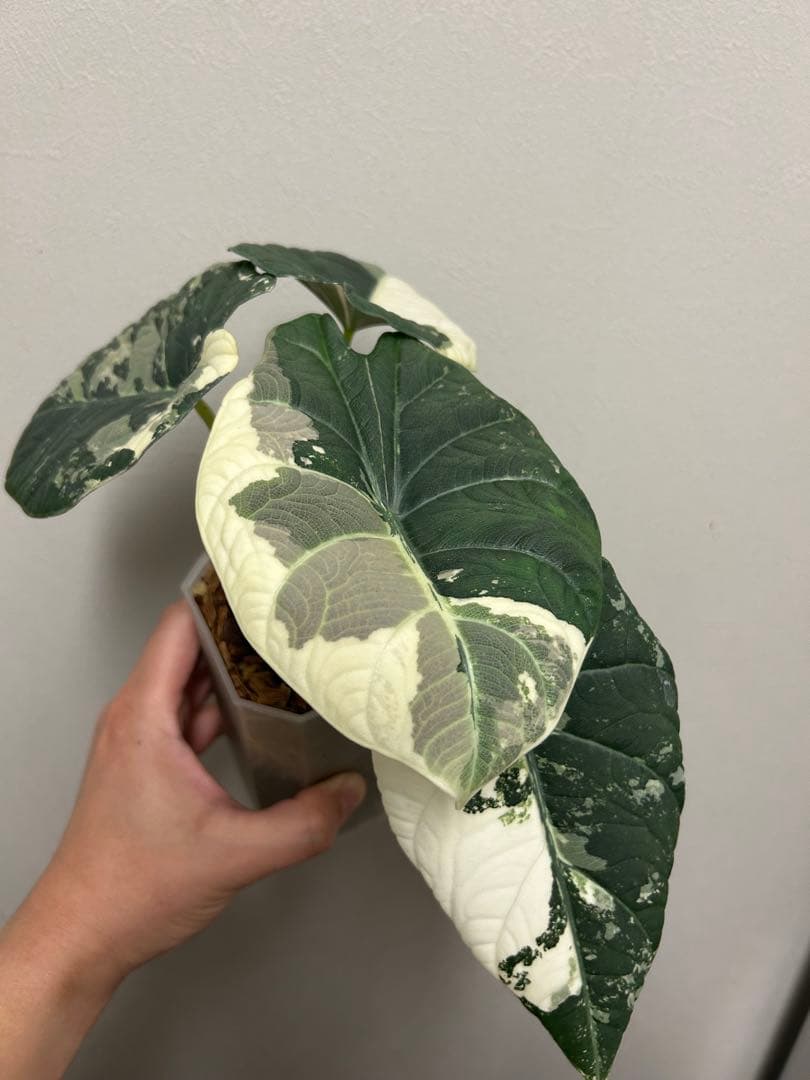 アロカシア　マハラニアルボ小芋3個