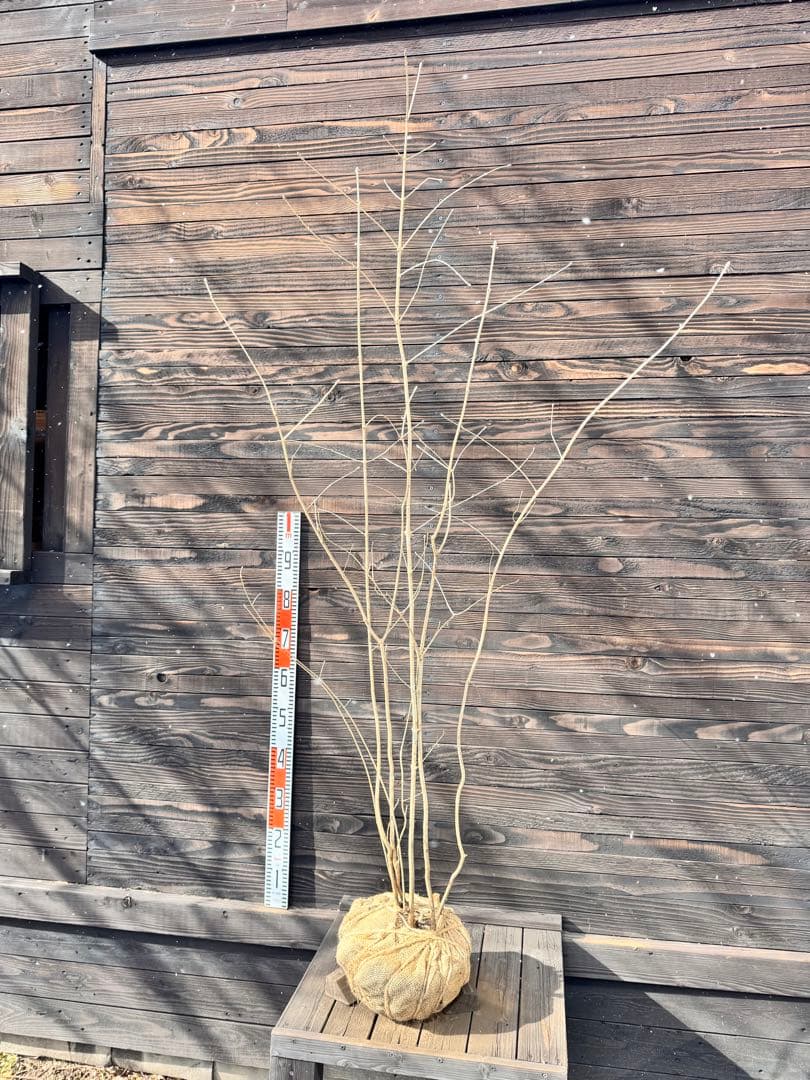 アオダモ/自生山採り【現品発送】管理70958