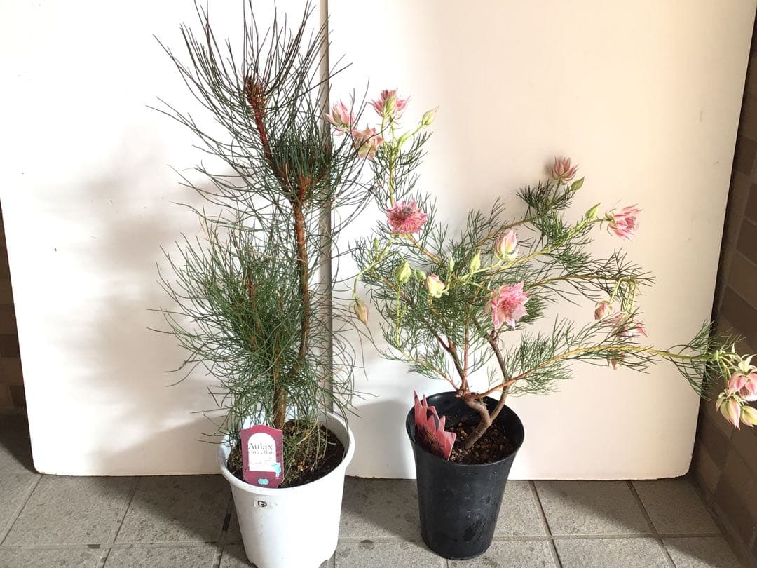 Sao‼︎ 2個お纏め商品