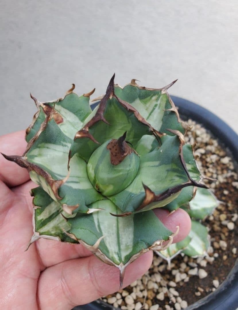 ぶんぶく茶釜　姫厳竜錦　白中斑　姫厳龍　子株✕2株