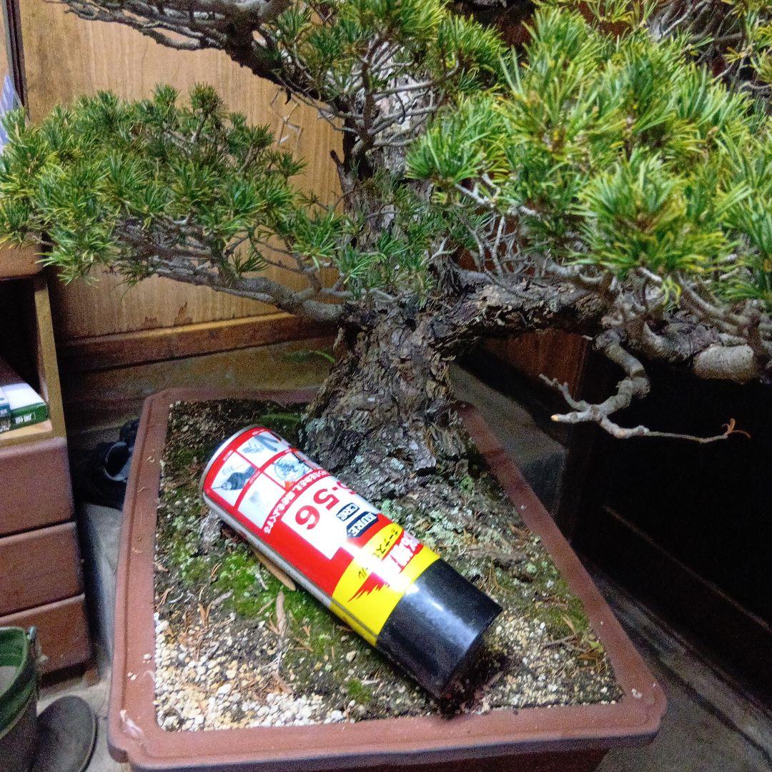 瑞祥か九重松（幹根元直径約15センチ）盆栽持ち込み古い - メルカリ