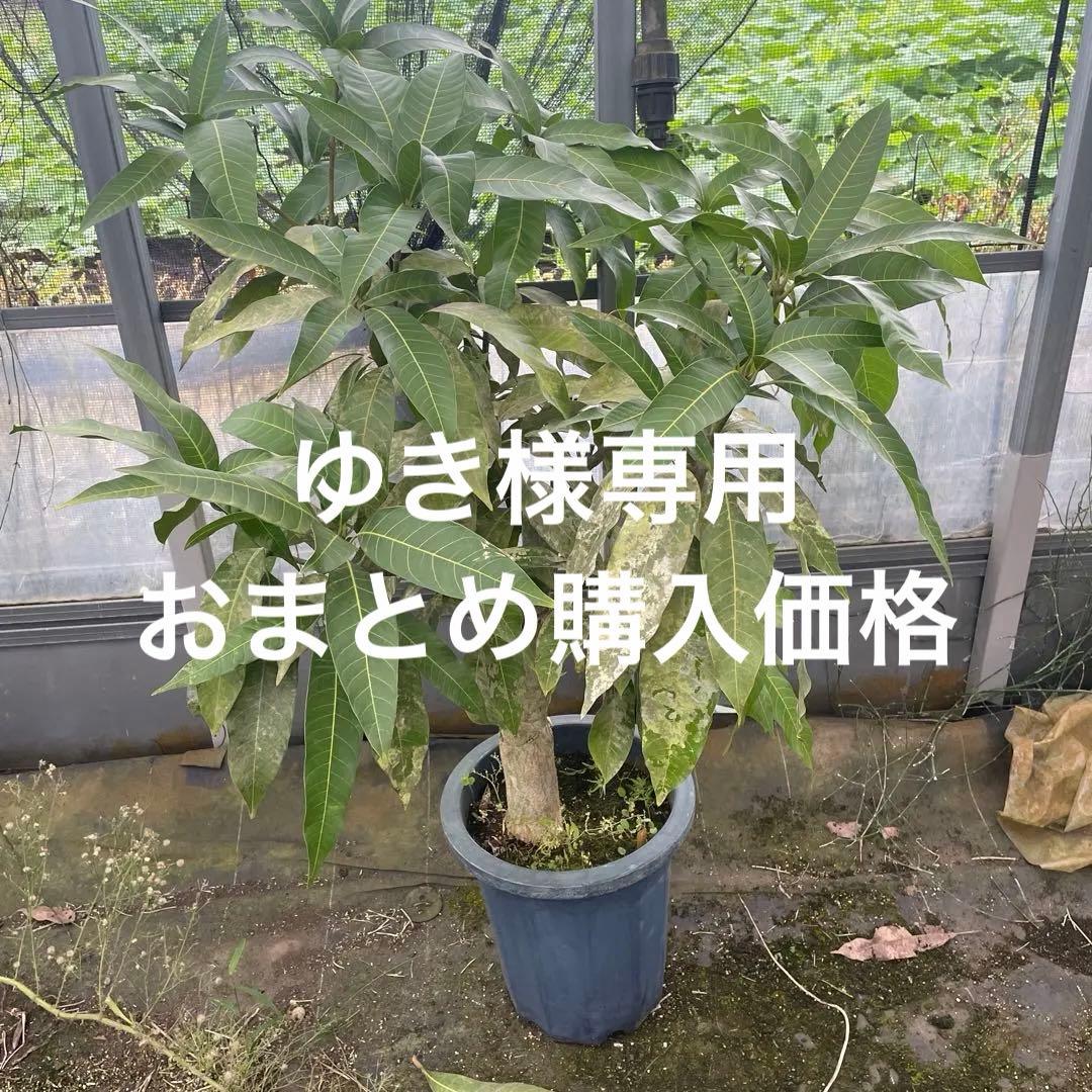 マンゴー苗　品種　リリー　10号 特大