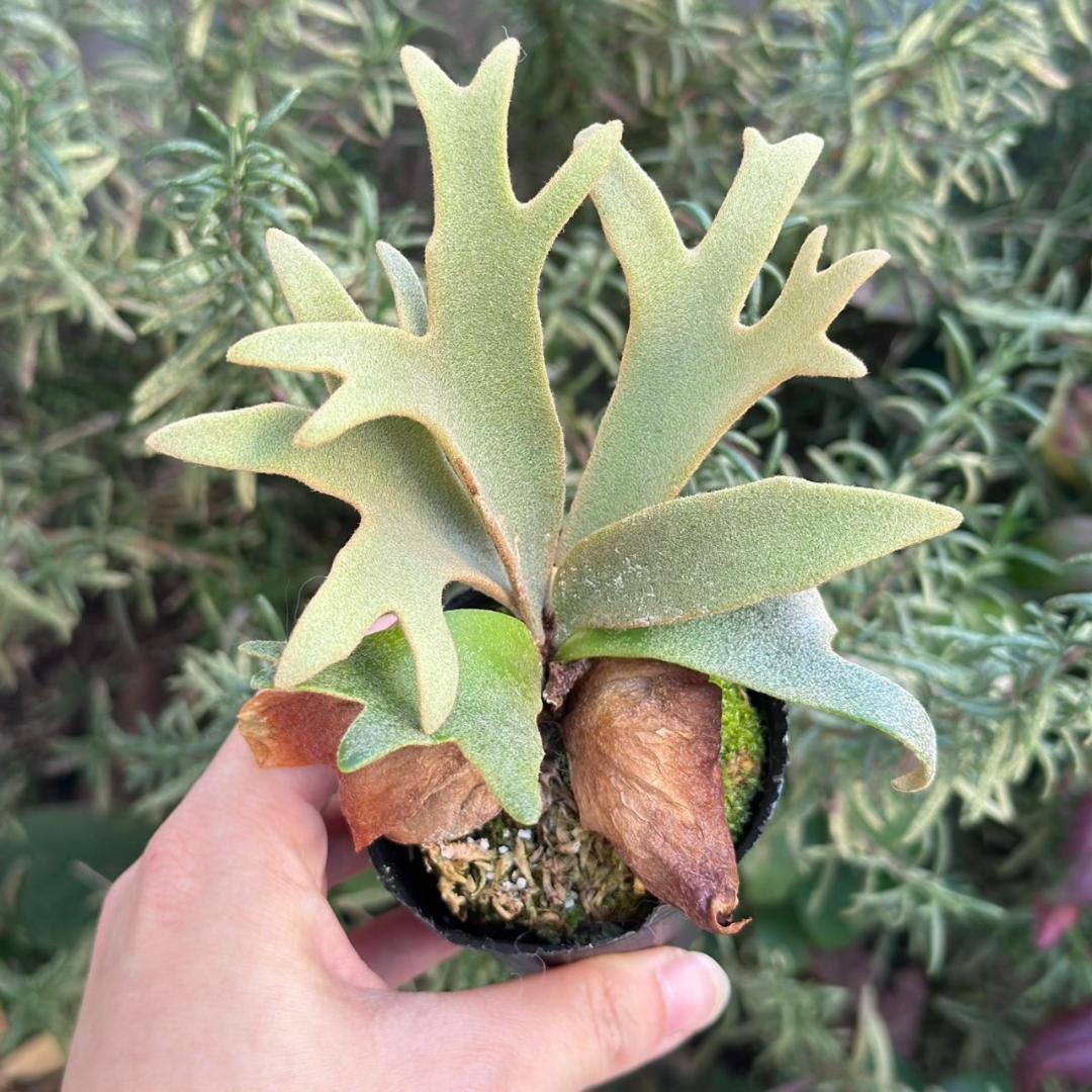 P. willinckii ’Jenny’ TC 3414