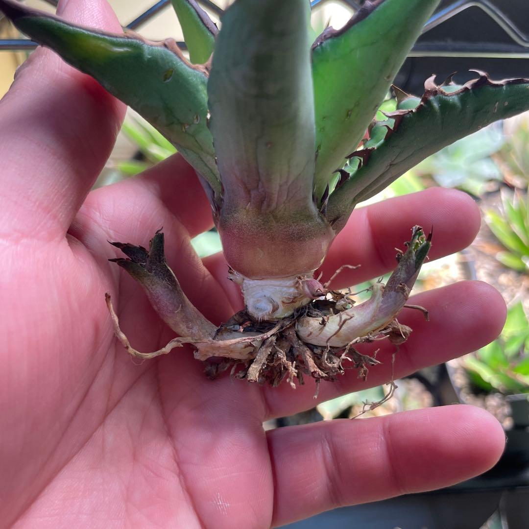 アガベ ハイブリッド キシロナカンサ×チタノタ 台湾輸入株 子株付き