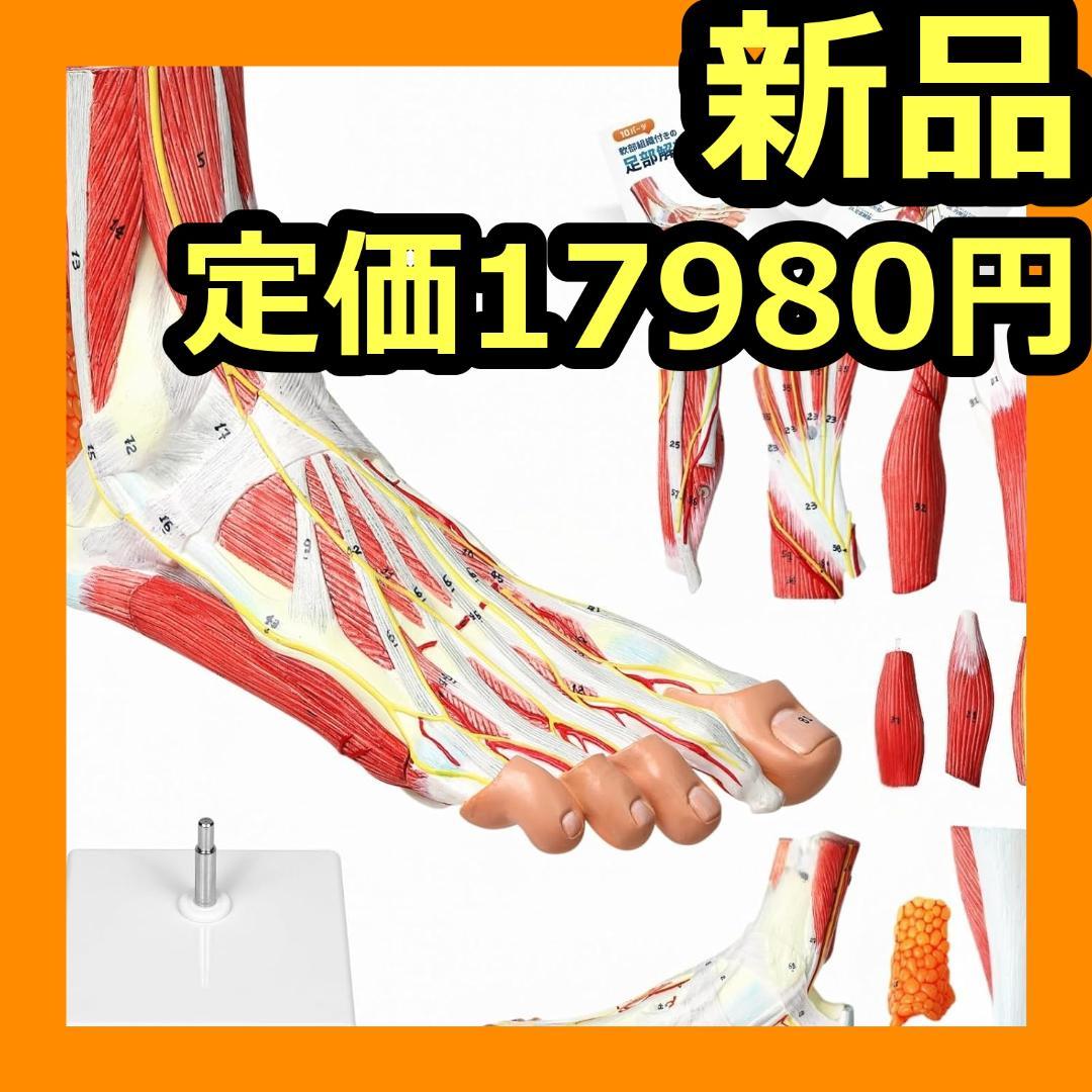 足部解剖模型 軟部組織付き 人体模型 足関節 10パーツ 等身大 足骨模型 Amazon | モノライフ 足骨モデル 足骨模型 足関節模型 足首 右足 標本