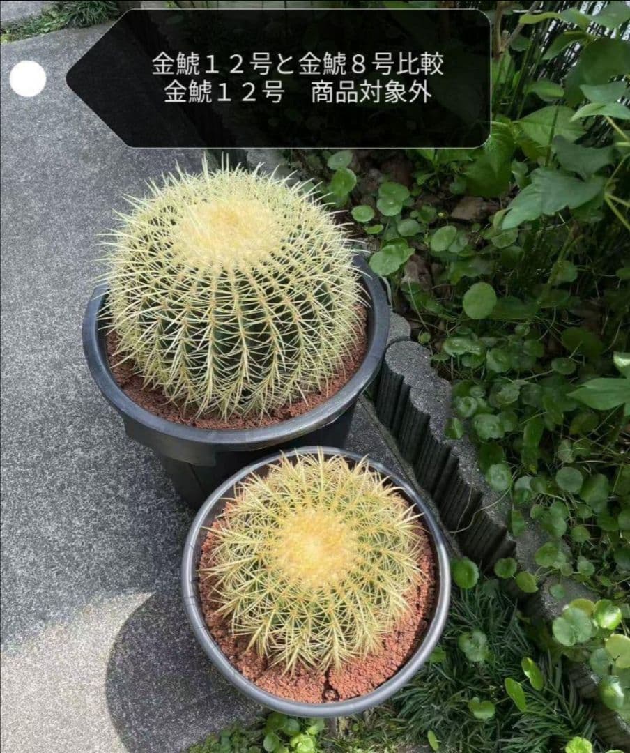 金鯱 サボテン キンシャチ 8号 ロックガーデン 逸品 エキノカクタス