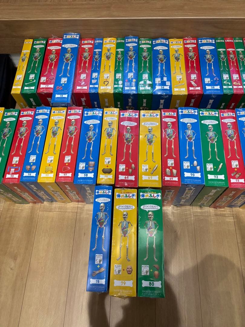 体のふしぎ 人体模型シリーズ