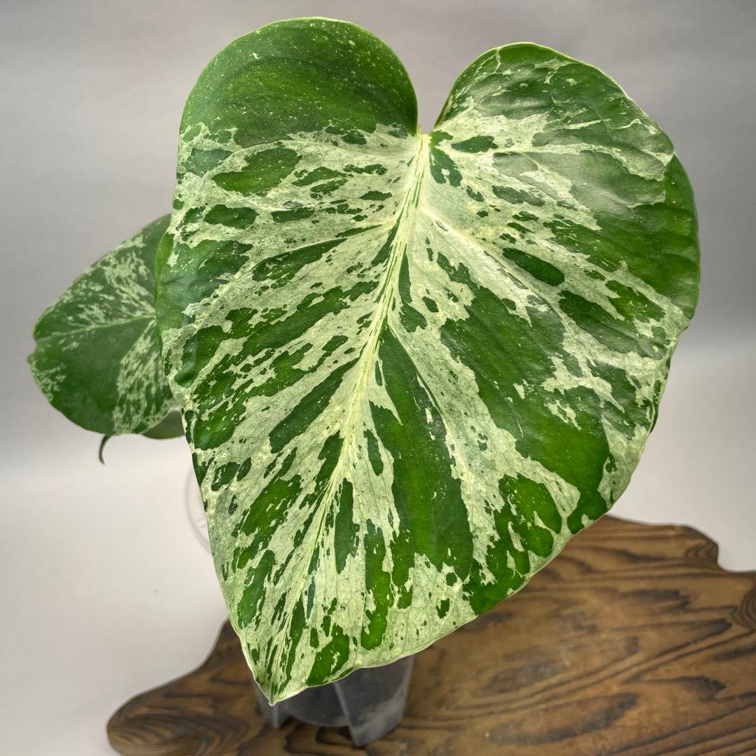 ワ*ャ様 lsw679品種保証！Bulbasaurモンステラ・フシギダネ 斑入り