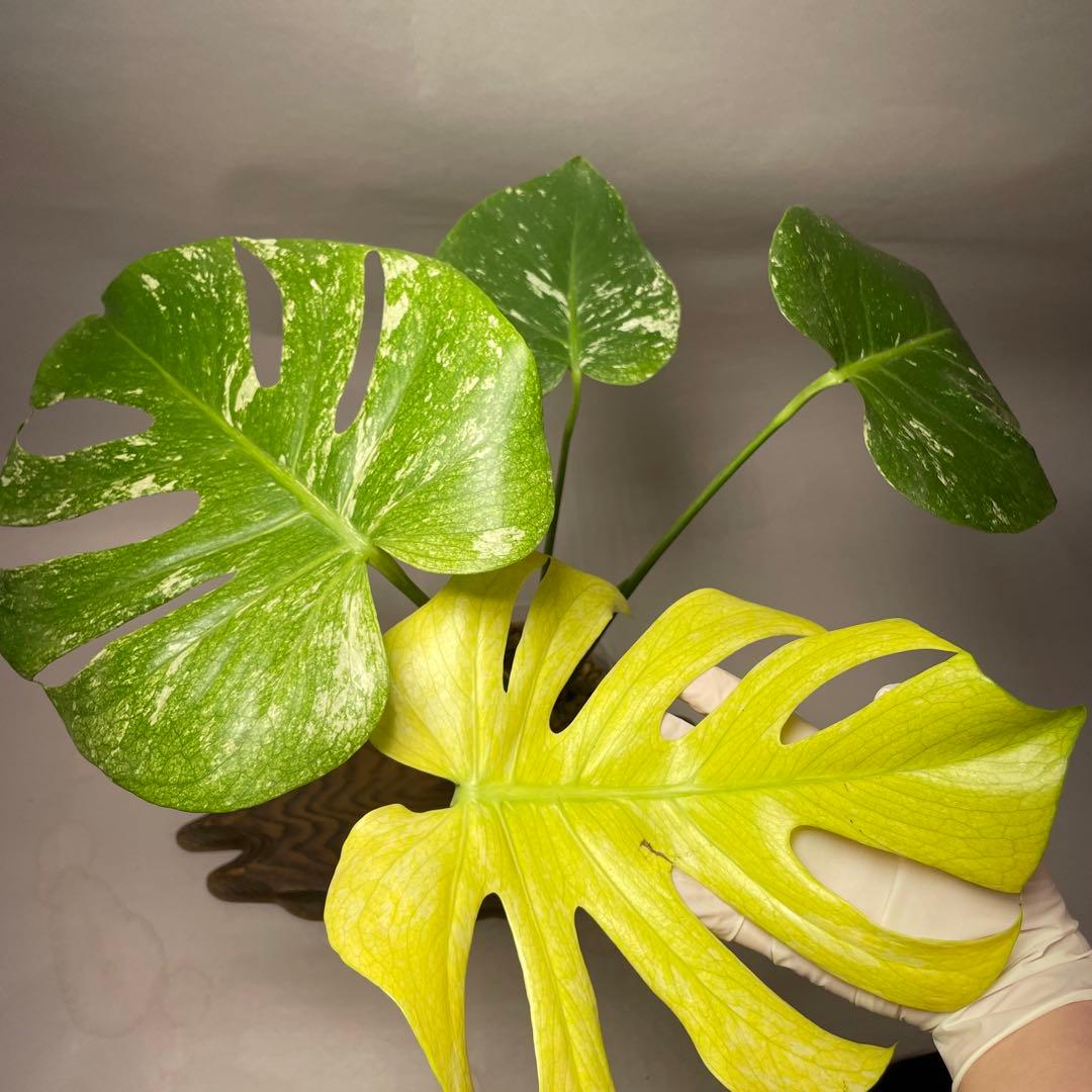 q52ホワイトモンスター 天津蘭 モンステラ斑入り - メルカリ