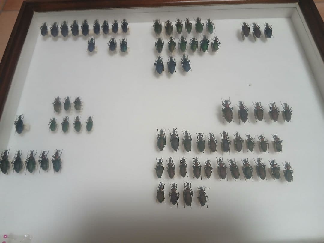 昆虫標本 木製フレーム付き 61XmLCjrLjS._AC_UF894,