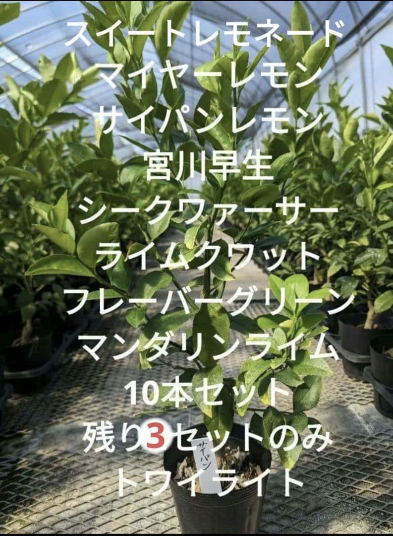 10本セット苗　柑橘 レモン苗木　ライム苗木