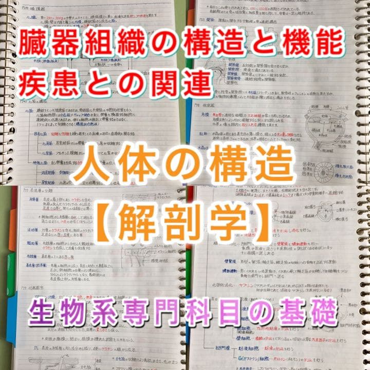 薬剤師国家試験、CBT、薬学部定期試験対策シリーズ【解剖学】まとめ