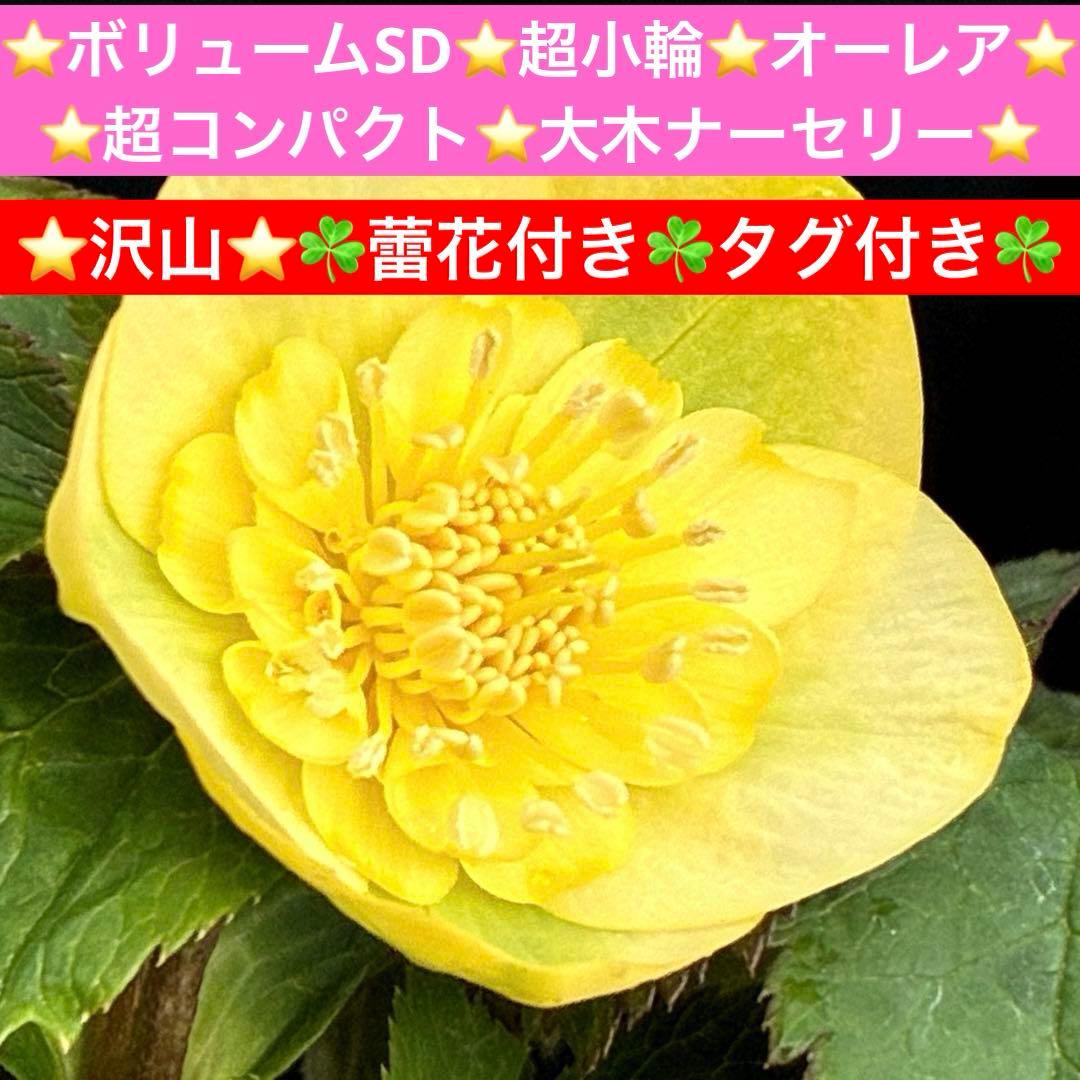 タ*ン様 3500❤️沢山☘️蕾花タグ付☘️ボリュームSD⭐️超小輪⭐️オーレア 満開のピンクの花が咲いた大きなサボテンと、蕾が愛らしい小さな