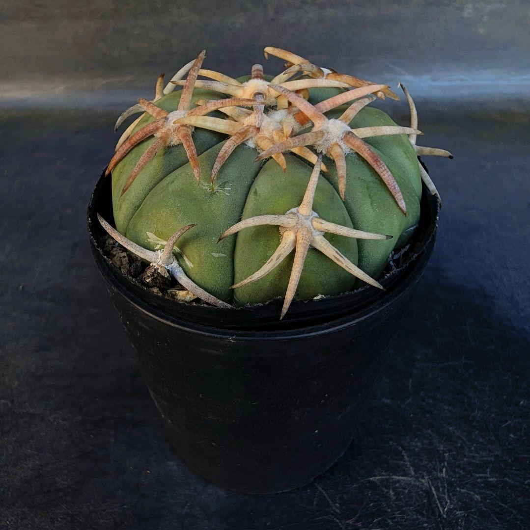 メルカリ便発送☆サボテン エキノカクタス 翠平丸×雷帝(国内実生苗です