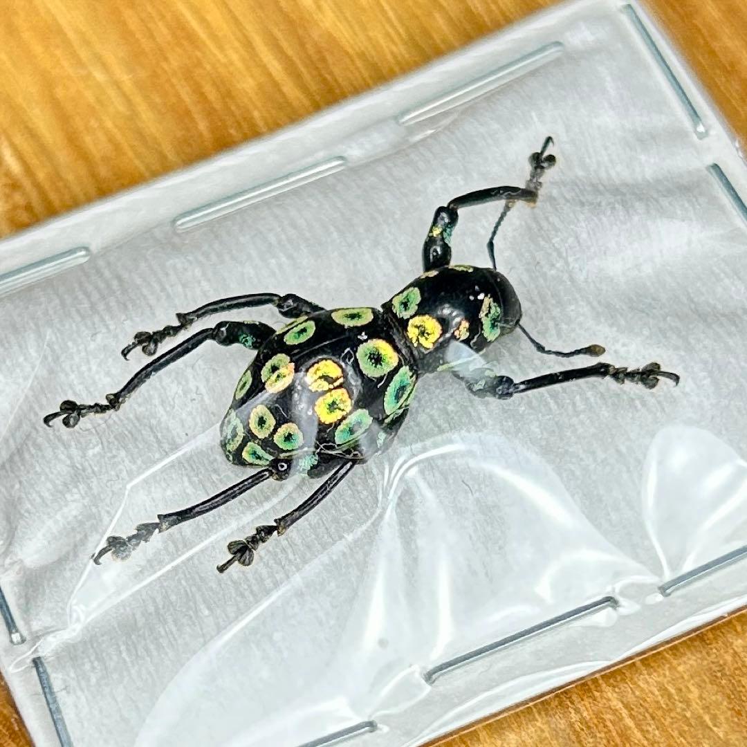 01112 カタゾウムシ 10種セットB