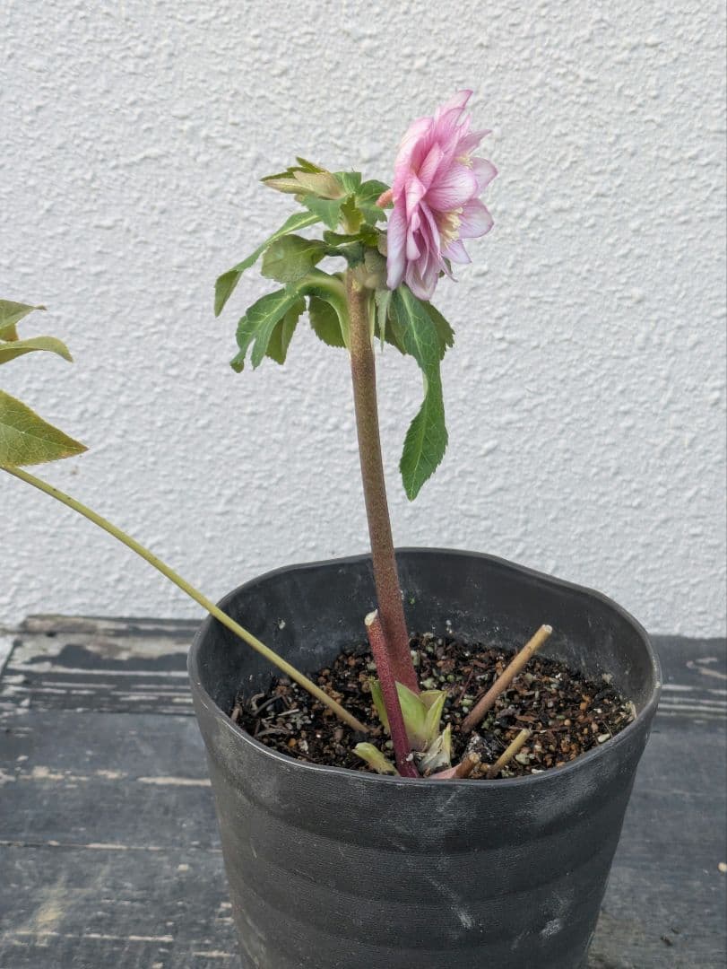 広瀬園芸】クリスマスローズ ソレイユ系ピンクグラデーション多弁花